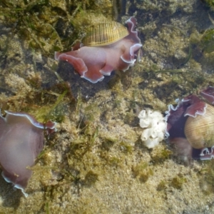 Hydatina physis at Merimbula, NSW - 1 Apr 2017