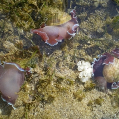 Hydatina physis (Brown-line Paperbubble) at Merimbula, NSW - 1 Apr 2017 by pmhillery
