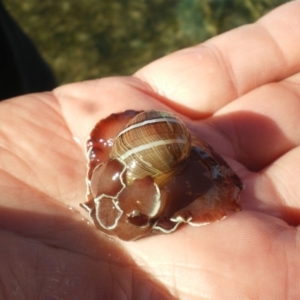 Hydatina albocincta at Merimbula, NSW - 1 Apr 2017