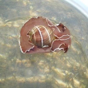 Hydatina albocincta at Merimbula, NSW - 1 Apr 2017