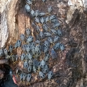 Poecilometis sp. (genus) at Bega, NSW - 5 Nov 2017