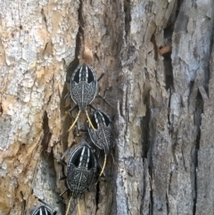 Poecilometis sp. (genus) at Bega, NSW - 5 Nov 2017