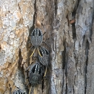 Poecilometis sp. (genus) at Bega, NSW - 5 Nov 2017
