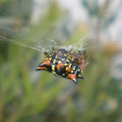 Austracantha minax (Christmas Spider, Jewel Spider) at Bega, NSW - 21 Jan 2018 by pmhillery