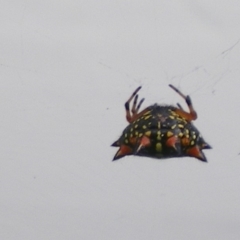 Austracantha minax at Bega, NSW - 21 Jan 2018 05:47 PM