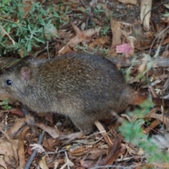 Potorous tridactylus (Long-nosed Potoroo) at Tidbinbilla Nature Reserve - 17 Mar 2017 by KMcCue