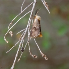 Epicoma contristis (Yellow-spotted Epicoma Moth) at Aranda, ACT - 19 Dec 2016 by KMcCue