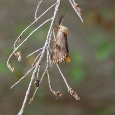 Epicoma contristis (Yellow-spotted Epicoma Moth) at Aranda, ACT - 18 Dec 2016 by KMcCue