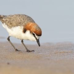 Anarhynchus ruficapillus (Red-capped Plover) at Mogareeka, NSW - 8 Feb 2018 by Leo