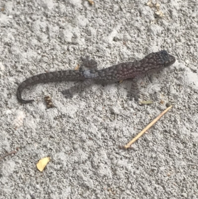 Christinus marmoratus (Southern Marbled Gecko) at Queanbeyan, NSW - 9 Feb 2018 by Tam