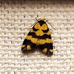 Thallarcha partita (Dark-banded Footman) at O'Connor, ACT - 8 Feb 2018 by ibaird