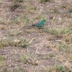 Psephotus haematonotus (Red-rumped Parrot) at Red Hill to Yarralumla Creek - 6 Feb 2018 by KL