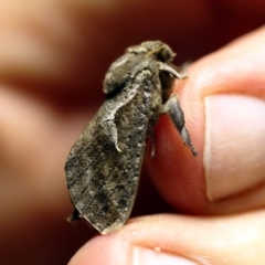 Elhamma australasiae (A Swift or Ghost moth (Hepialidae)) at O'Connor, ACT - 8 Feb 2018 by ibaird