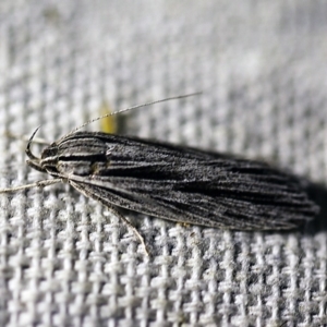 Leistarcha scitissimella at O'Connor, ACT - 8 Feb 2018 10:17 PM