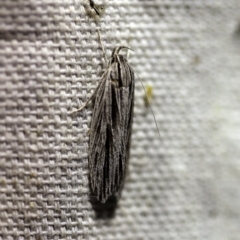 Leistarcha scitissimella at O'Connor, ACT - 8 Feb 2018 10:17 PM