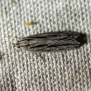 Leistarcha scitissimella at O'Connor, ACT - 8 Feb 2018 10:17 PM