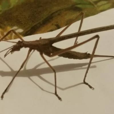 Zaprochilus australis (Twig-mimic katydid) at Macquarie, ACT - 7 Feb 2018 by LuluBird