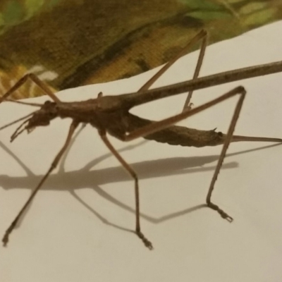 Zaprochilus australis (Twig-mimic katydid) at Macquarie, ACT - 6 Feb 2018 by LuluBird