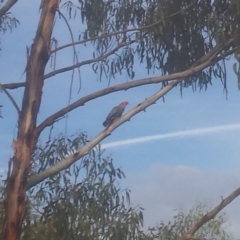 Callocephalon fimbriatum (Gang-gang Cockatoo) at Griffith, ACT - 9 Feb 2018 by ianandlibby1