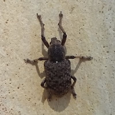 Rhinaria sp. (genus) (Unidentified Rhinaria weevil) at Wamboin, NSW - 6 Jan 2018 by natureguy