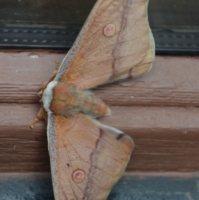Opodiphthera helena (Helena Gum Moth) at QPRC LGA - 27 Oct 2016 by natureguy
