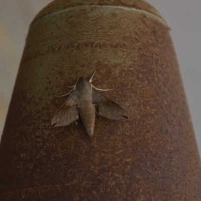 Hippotion scrofa (Coprosma Hawk Moth) at QPRC LGA - 30 Dec 2016 by natureguy