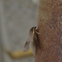 Hippotion scrofa at Wamboin, NSW - 30 Dec 2016 07:48 PM