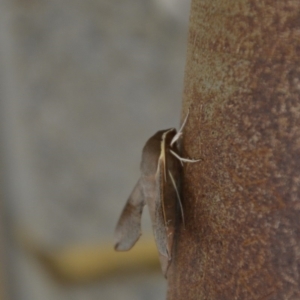 Hippotion scrofa at Wamboin, NSW - 30 Dec 2016 07:48 PM