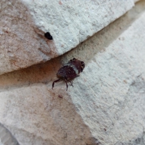 Platybrachys sp. (genus) at Fadden, ACT - 10 Feb 2018