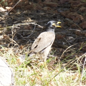 Acridotheres tristis at Ainslie, ACT - 7 Feb 2018