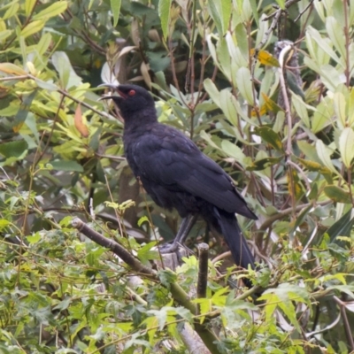 Corcorax melanorhamphos (White-winged Chough) at Ainslie, ACT - 8 Feb 2018 by jb2602