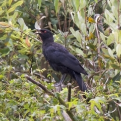 Corcorax melanorhamphos (White-winged Chough) at Ainslie, ACT - 8 Feb 2018 by jbromilow50