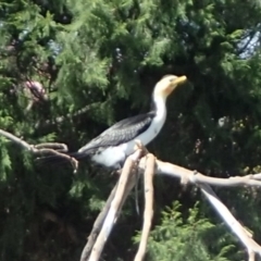 Microcarbo melanoleucos (Little Pied Cormorant) at Yarralumla, ACT - 9 Feb 2018 by jb2602