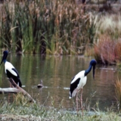 Ephippiorhynchus asiaticus (Black-necked Stork) at Tidbinbilla Nature Reserve - 17 Jan 1986 by RodDeb