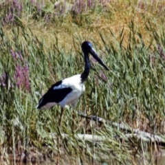 Ephippiorhynchus asiaticus at Paddys River, ACT - 18 Jan 1986