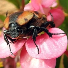 Chondropyga dorsalis (Cowboy beetle) at Macarthur, ACT - 8 Feb 2018 by RodDeb
