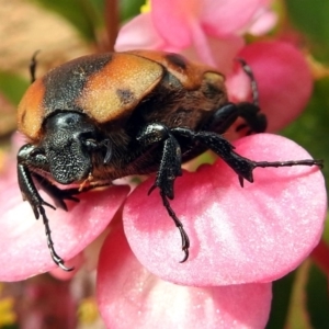 Chondropyga dorsalis at Macarthur, ACT - 9 Feb 2018