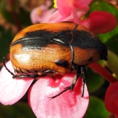 Chondropyga dorsalis at Macarthur, ACT - 9 Feb 2018