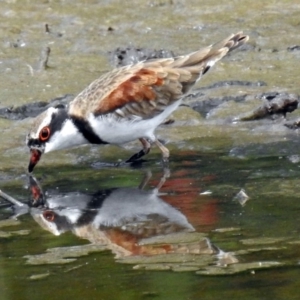 Charadrius melanops at Fyshwick, ACT - 9 Feb 2018