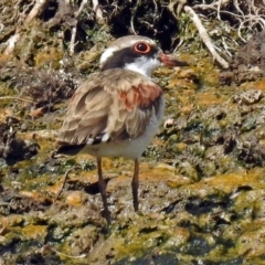 Charadrius melanops at Fyshwick, ACT - 9 Feb 2018 11:17 AM