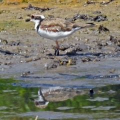 Charadrius melanops at Fyshwick, ACT - 9 Feb 2018 11:17 AM