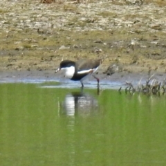 Erythrogonys cinctus (Red-kneed Dotterel) at Fyshwick, ACT - 9 Feb 2018 by RodDeb