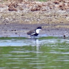 Erythrogonys cinctus at Fyshwick, ACT - 9 Feb 2018 10:42 AM