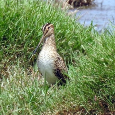 Gallinago hardwickii (Latham's Snipe) at Fyshwick, ACT - 9 Feb 2018 by RodDeb