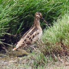 Gallinago hardwickii at Fyshwick, ACT - 9 Feb 2018