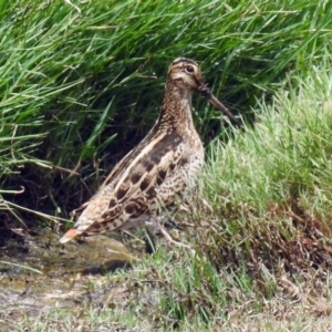 Gallinago hardwickii at Fyshwick, ACT - 9 Feb 2018