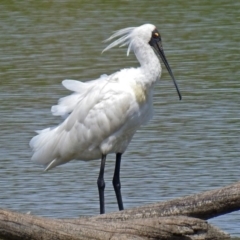 Platalea regia (Royal Spoonbill) at Fyshwick, ACT - 8 Feb 2018 by RodDeb