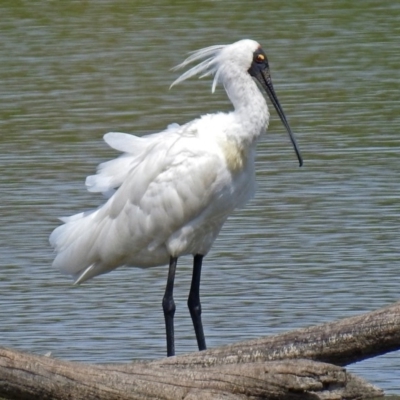 Platalea regia (Royal Spoonbill) at Fyshwick, ACT - 9 Feb 2018 by RodDeb