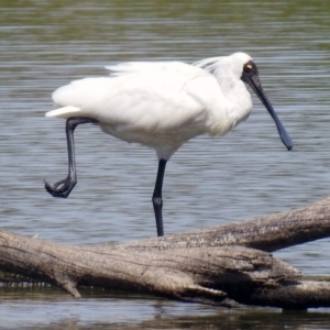 Platalea regia at Fyshwick, ACT - 9 Feb 2018 10:40 AM