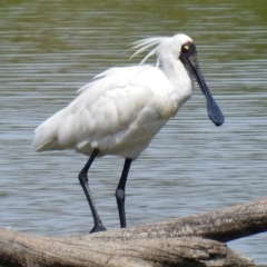 Platalea regia at Fyshwick, ACT - 9 Feb 2018